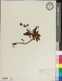 Chimaphila umbellata var. cisatlantica image