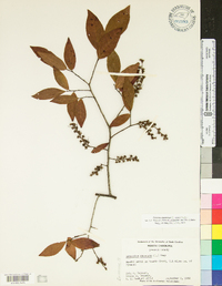 Leucothoe racemosa image