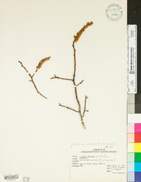 Leucothoe recurva image