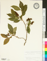 Leucothoe recurva image