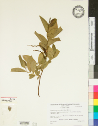 Leucothoe recurva image