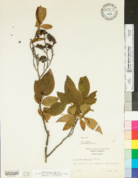 Leucothoe recurva image