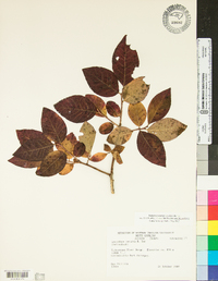 Leucothoe recurva image