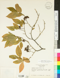 Leucothoe recurva image