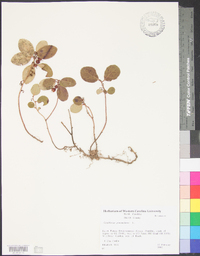 Gaultheria procumbens image