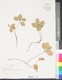 Gaultheria procumbens image