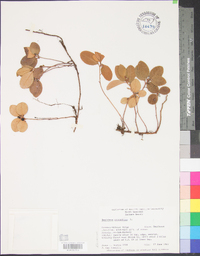 Gaultheria procumbens image