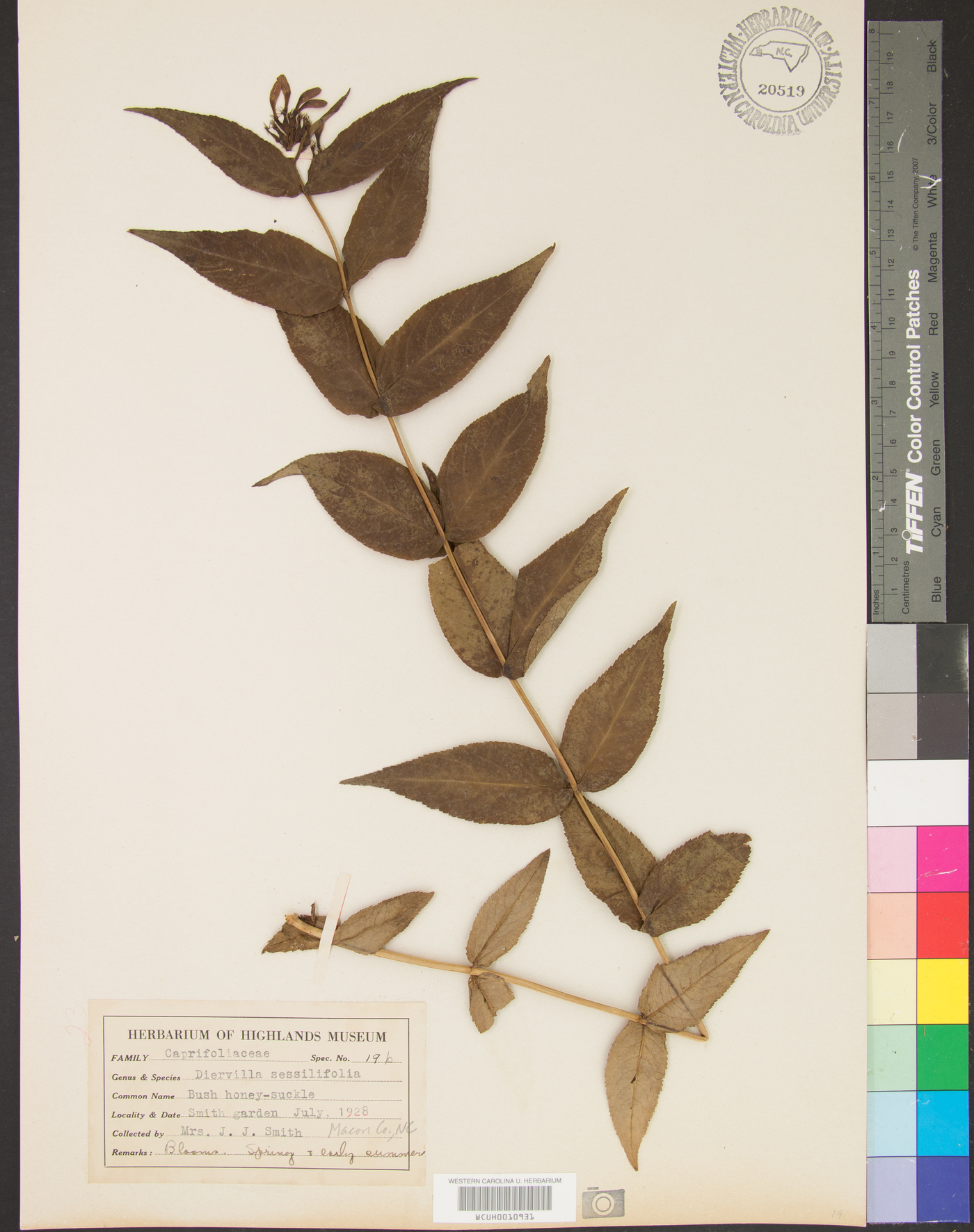Diervilla sessilifolia image