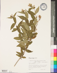 Diervilla sessilifolia image