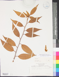 Leucothoe fontanesiana image