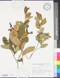 Lyonia ligustrina var. ligustrina image