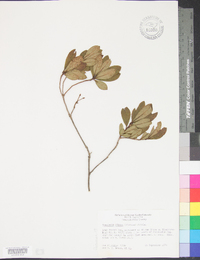 Rhododendron pilosum image