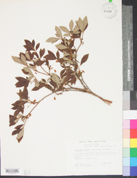 Rhododendron pilosum image