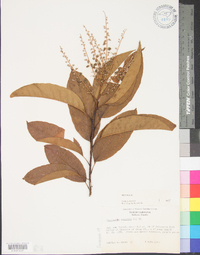 Oxydendrum arboreum image