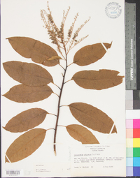 Oxydendrum arboreum image