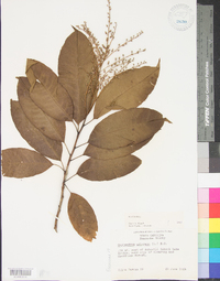 Oxydendrum arboreum image