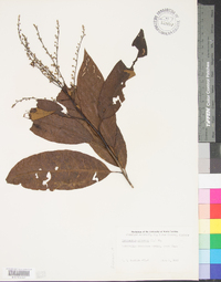 Oxydendrum arboreum image