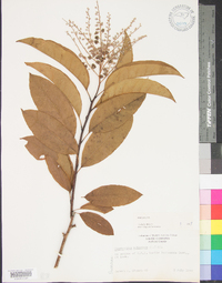 Oxydendrum arboreum image