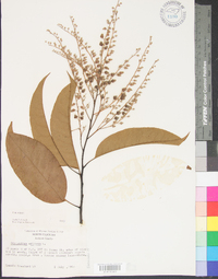 Oxydendrum arboreum image