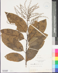 Oxydendrum arboreum image