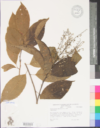 Oxydendrum arboreum image