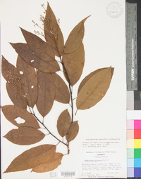 Oxydendrum arboreum image