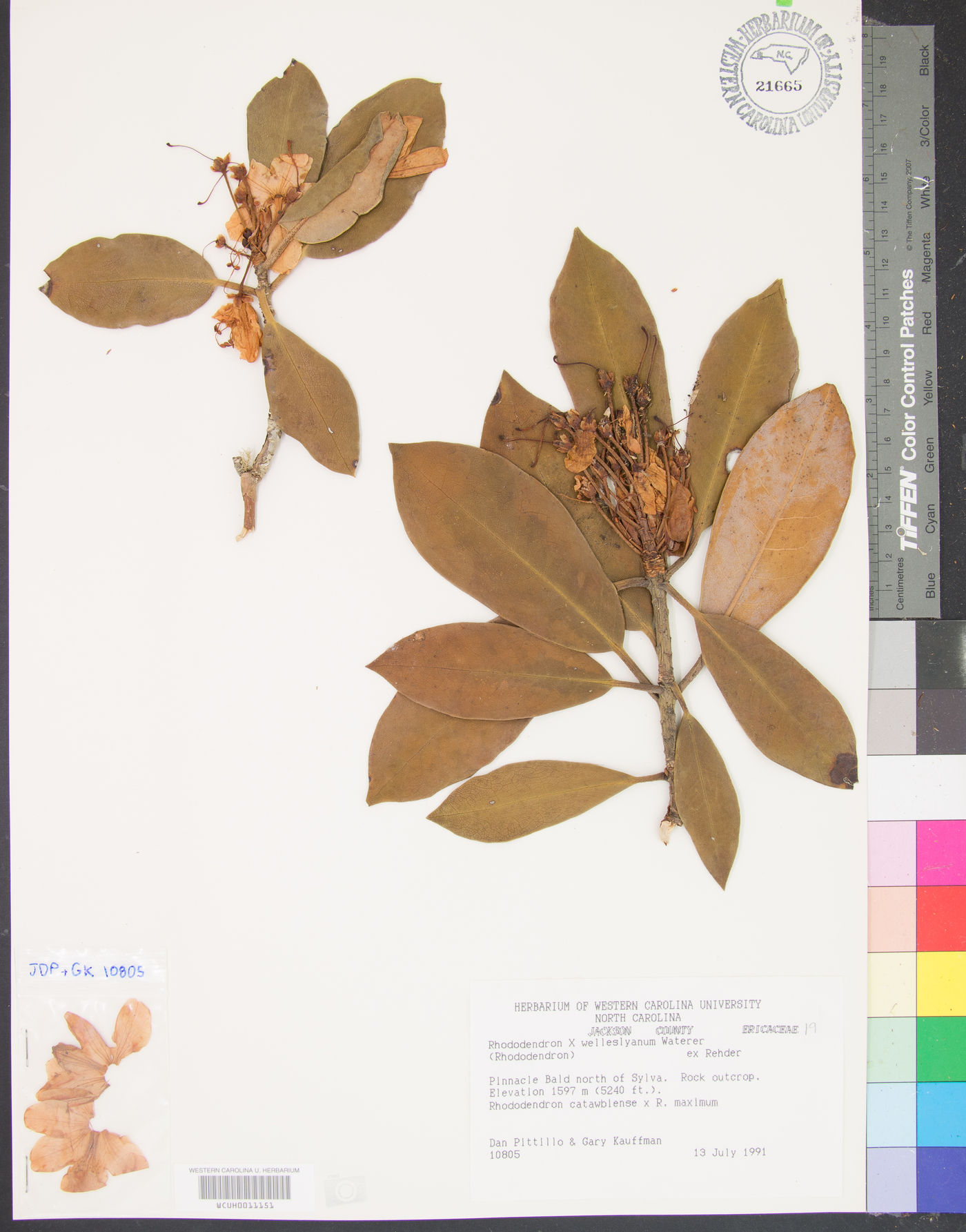 Rhododendron x welleslyanum image