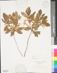 Rhododendron arborescens image