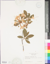 Rhododendron arborescens image