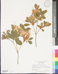 Rhododendron arborescens image