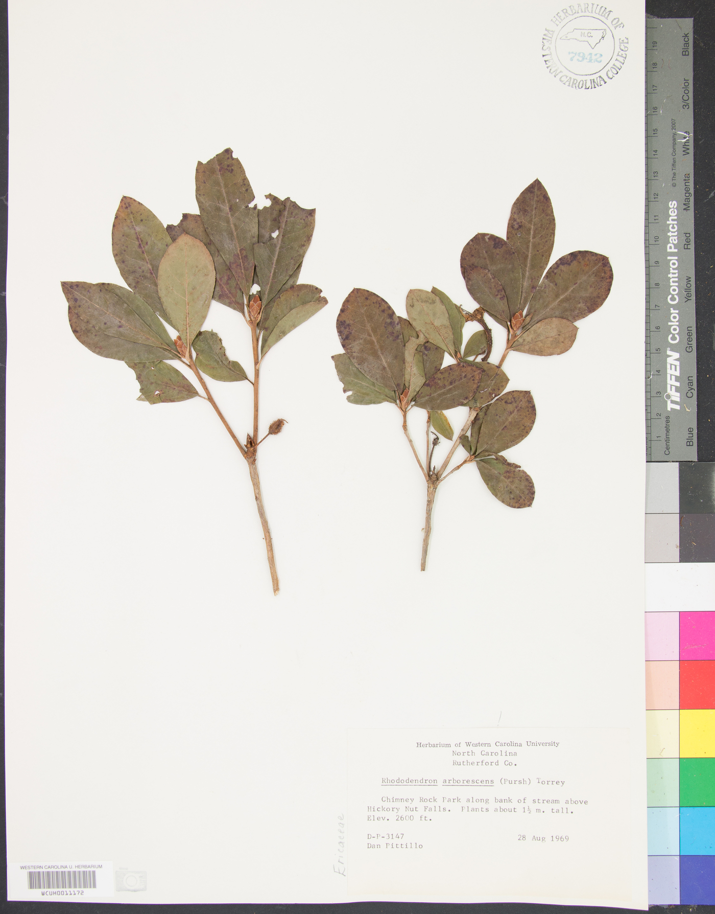 Rhododendron arborescens image