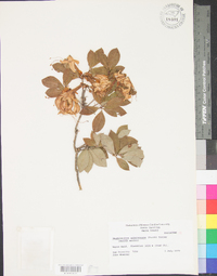 Rhododendron arborescens image