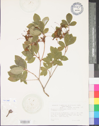 Rhododendron arborescens image