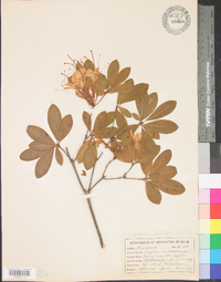 Rhododendron arborescens image