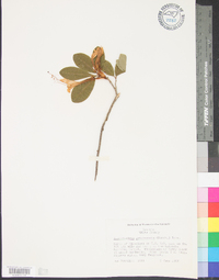 Rhododendron arborescens image