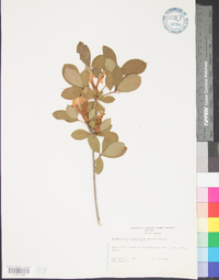 Rhododendron arborescens image