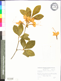 Rhododendron calendulaceum image