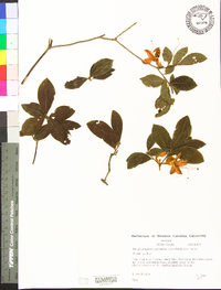 Rhododendron calendulaceum image