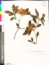 Rhododendron calendulaceum image