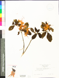 Rhododendron calendulaceum image