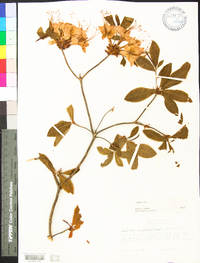 Rhododendron calendulaceum image