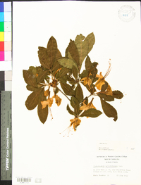 Rhododendron calendulaceum image