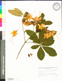 Rhododendron calendulaceum image