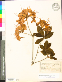 Rhododendron calendulaceum image