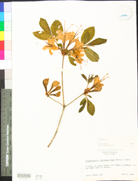 Rhododendron calendulaceum image