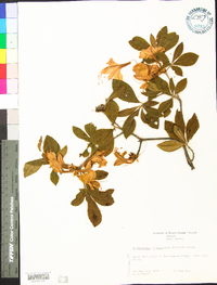 Rhododendron calendulaceum image