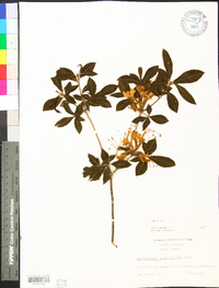 Rhododendron calendulaceum image