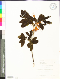 Rhododendron calendulaceum image