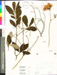 Rhododendron calendulaceum image