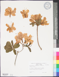 Rhododendron calendulaceum image